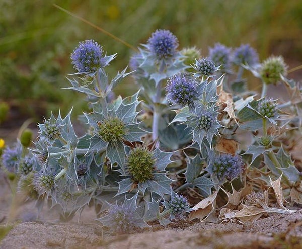 Blauwe zeedistel ECO - Eryngium maritimum  25 zaden