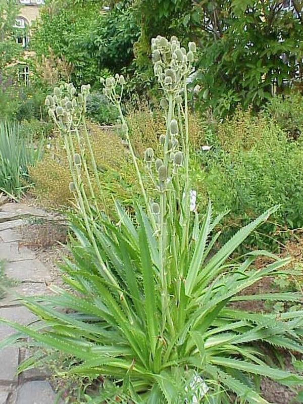 Yuccabladige kruisdistel - Eryngium yuccifolium  15 zaden