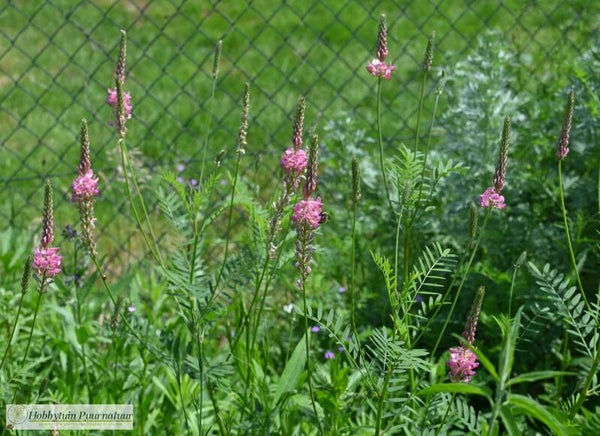Esparcette - Onobrychis viciifolia  20 zaden