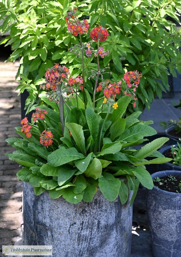 Etageprimula ECO - Primula Bulleesiana  50 zaden