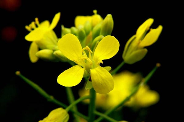 Ethiopische mosterd - Brassica carinata  100 zaden