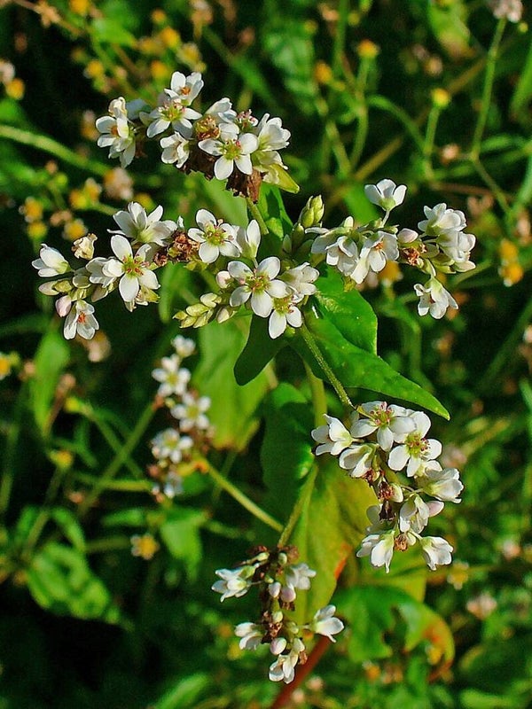 Boekweit - Fagopyrum esculentum - 20 zaden