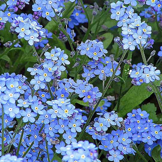 Vergeet Me Nietje Hobbytuin Puurnatuur Zaden vergeet-me-nietje-hobbytuin-puurnatuur-zaden