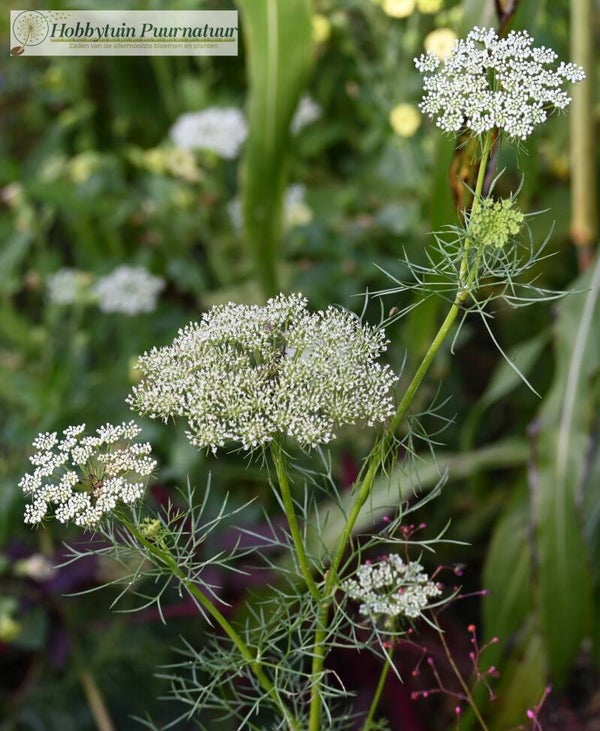 Fijn akkerscherm - Ammi visnaga  100 zaden