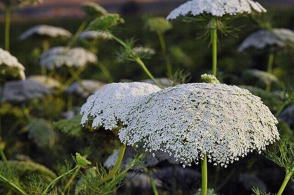 Fijn akkerscherm - Ammi visnaga  100 zaden
