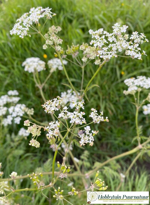 Fluitenkruid - Anthriscus sylvestris  400 zaden