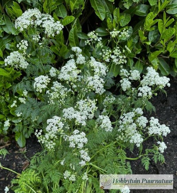 Fluitenkruid - Anthriscus sylvestris  40 zaden