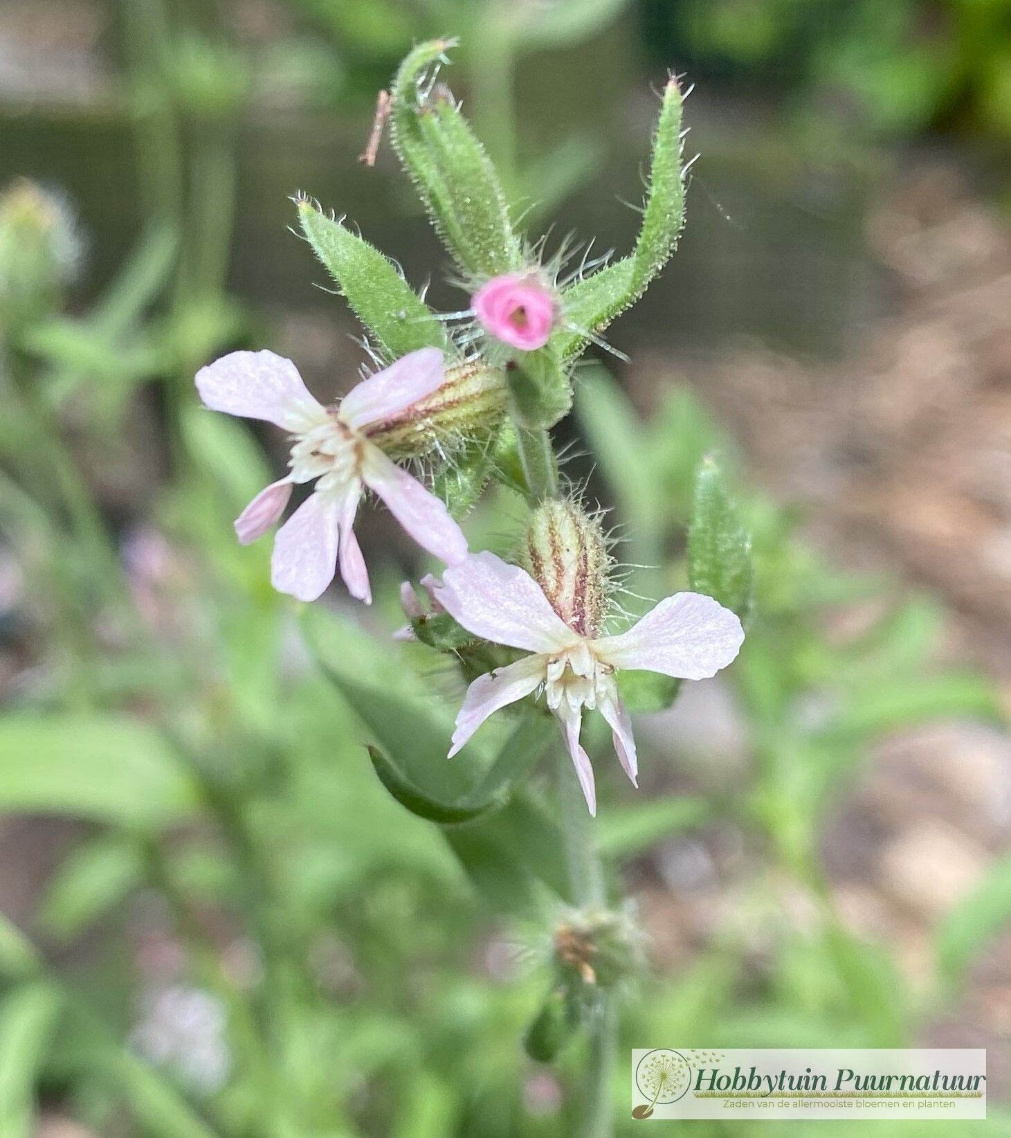 Franse silene - Silene gallica  50 zaden