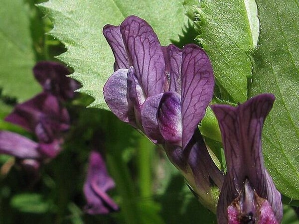 Franse wikke - Vicia narbonensis  150 zaden