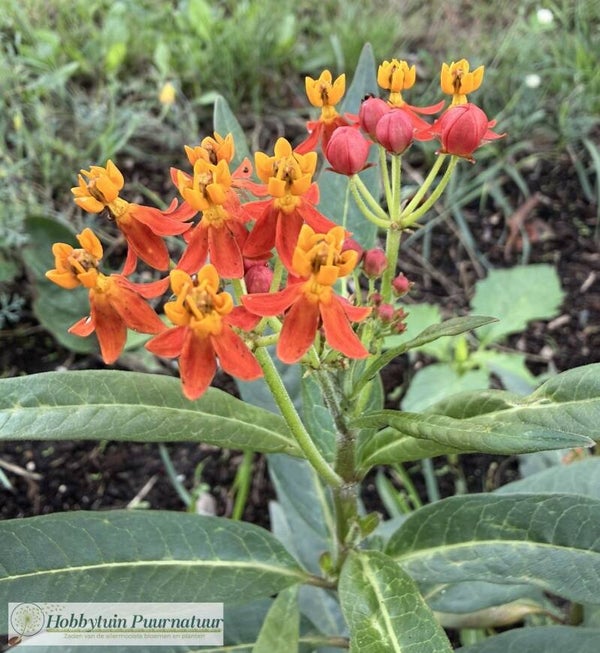 Frederiksbloem rood - Asclepias curassavica Red Butterfly  25 zaden