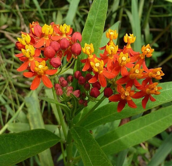 Frederiksbloem rood - Asclepias curassavica Red Butterfly  25 zaden