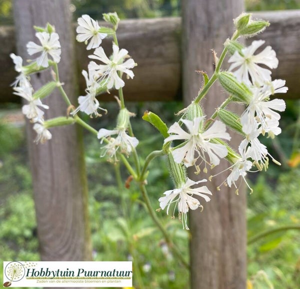 Gaffelsilene - Silene dichotoma  50 zaden