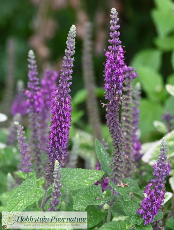 Gamander Purple Tails ECO - Teucrium hyrcanicum Purple Tails  50 zaden