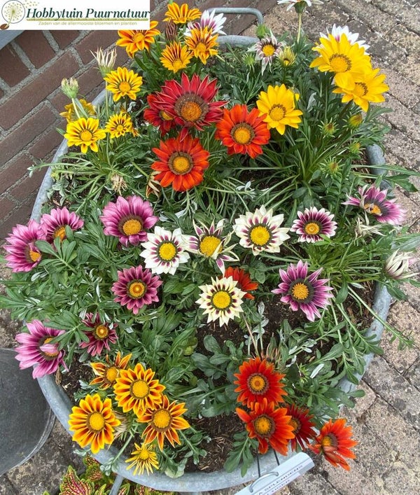Gazania Rigens mix ECO  25 zaden