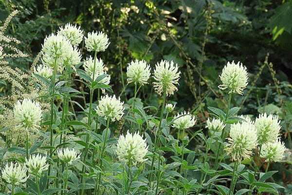Geelwitte klaver ECO - Trifolium ochroleucon  20 zaden