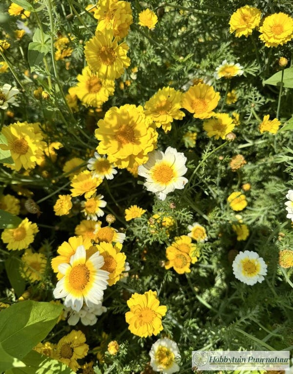 Gekroonde ganzenbloem mix - Chrysanthemum coronarium mixed  500 zaden