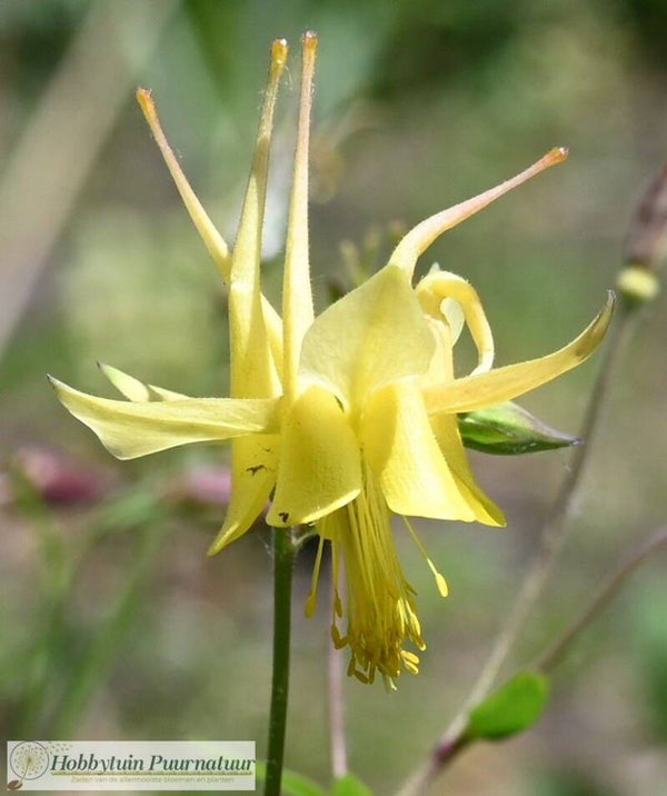 Akelei geel - Aquilegia chrysantha  30 zaden