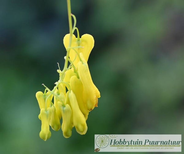 Klimmend gebroken hartje - Dicentra scandens Golden Tears  25 zaden