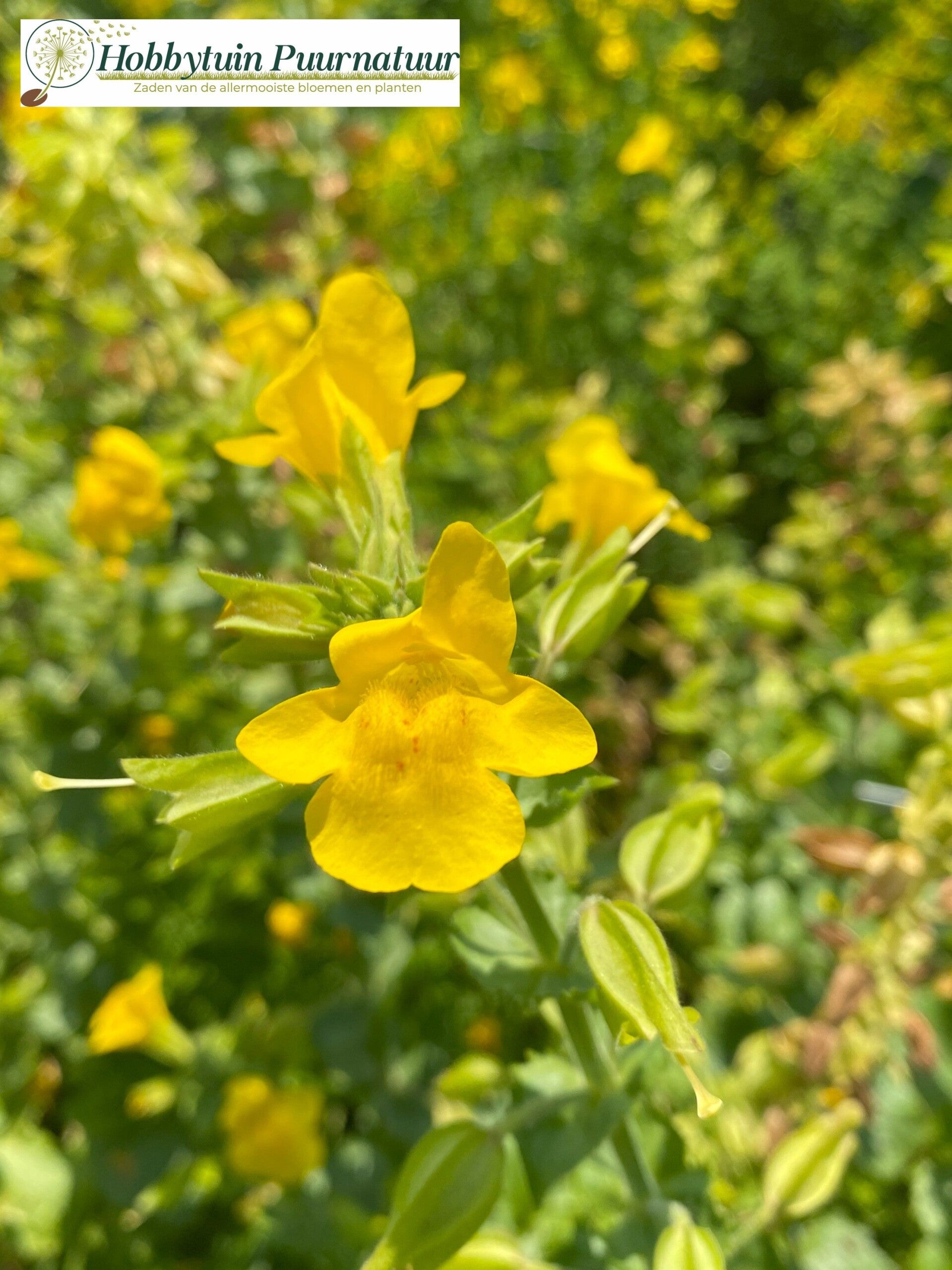 Gele maskerbloem - Mimulus guttatus  200 zaden