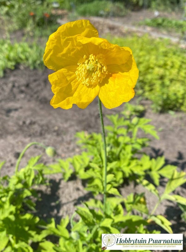 Gele schijnpapaver - Meconopsis cambrica  500 zaden
