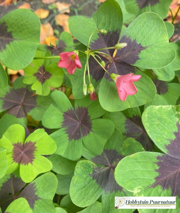 Geluksklaver groen - Oxalis deppei  Zakje bevat 8 knolletjes