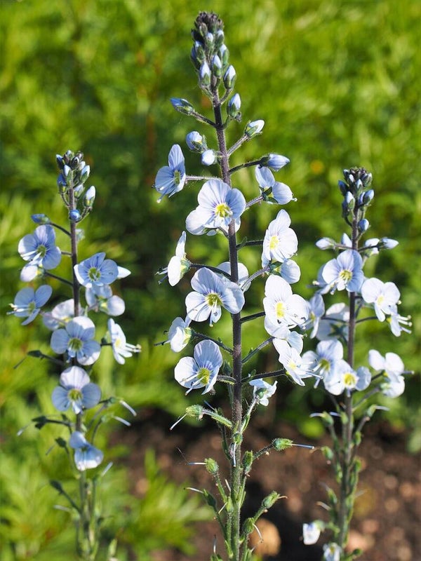Gentiaan ereprijs ECO - Veronica Gentianoides  100 zaden
