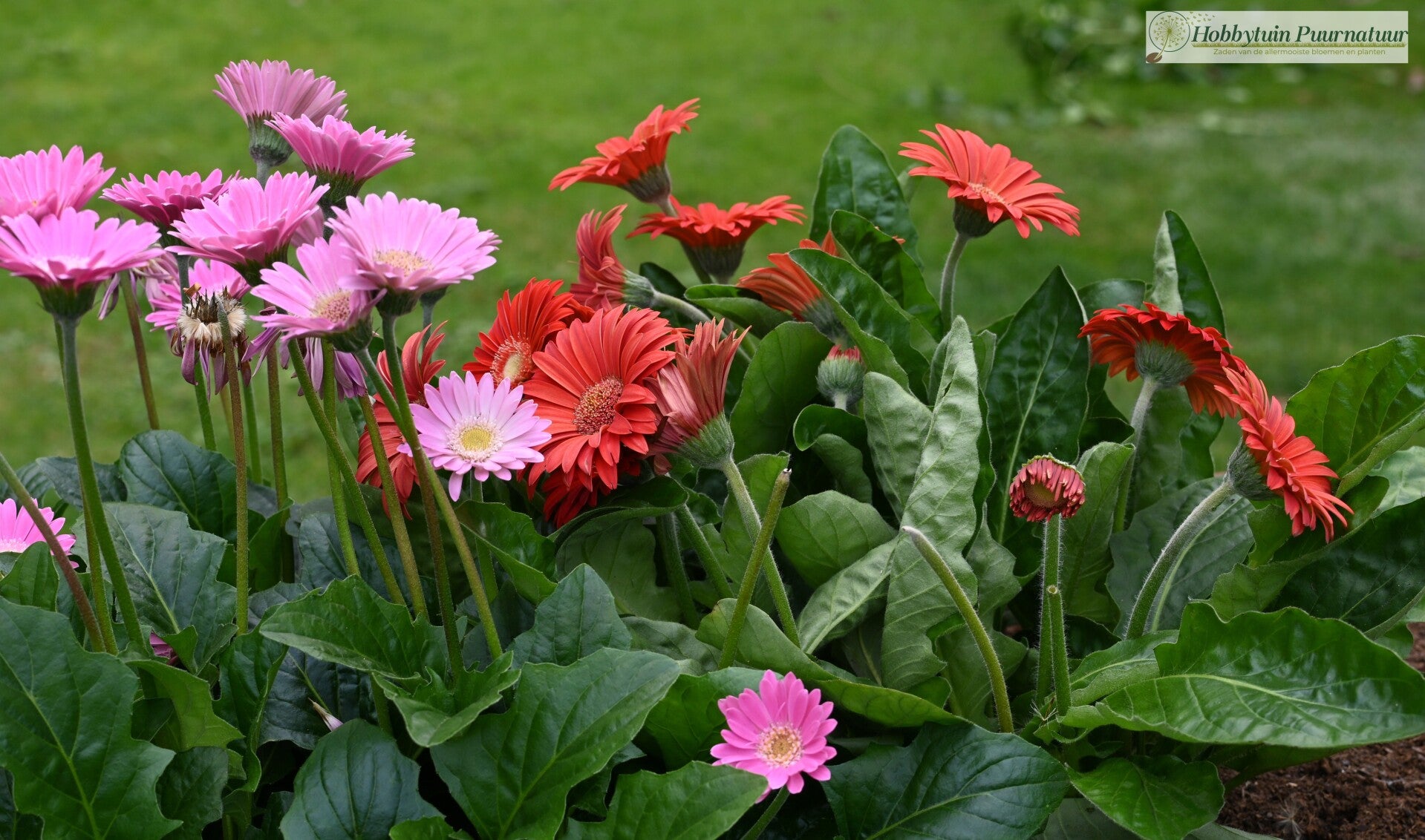 Gerbera mix - Gerbera jamesonii  25 zaden
