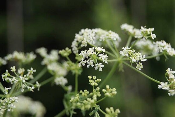 Gevlekte scheerling - Conium maculatum  30 zaden
