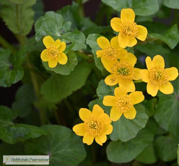 Gewone dotterbloem - Caltha palustris  80 zaden