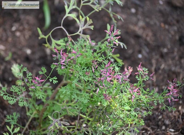Gewone duivenkervel - Fumaria officinalis  25 zaden