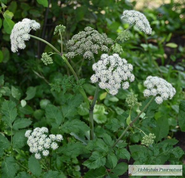 Gewone engelwortel - Angelica sylvestris  50 zaden