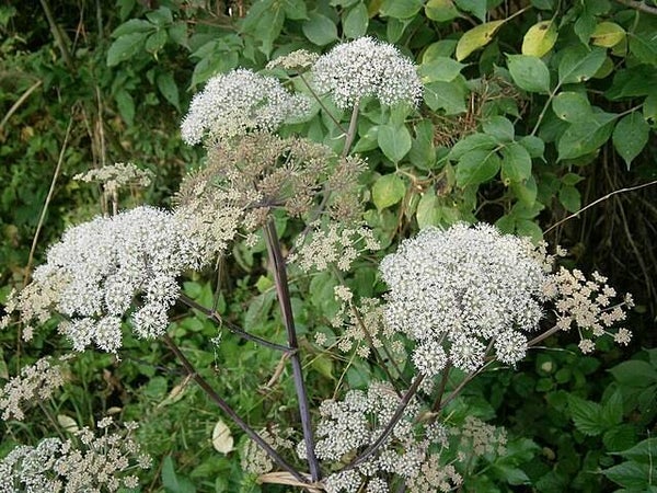 Gewone engelwortel - Angelica sylvestris  50 zaden