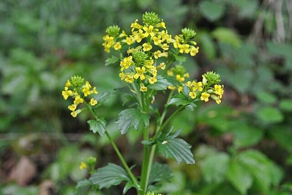 Gewoon barbarakruid - Barbarea vulgaris  200 zaden