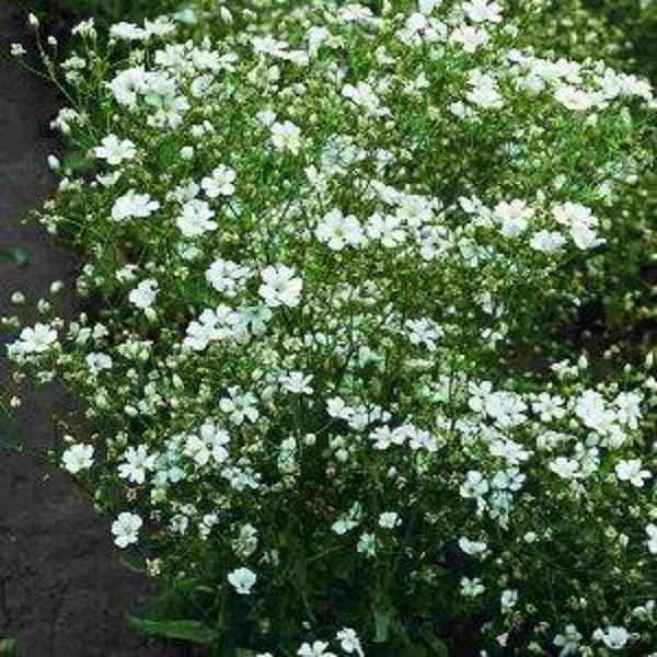 Gipskruid wit - Gypsophila elegans Covent Garden White  400 zaden