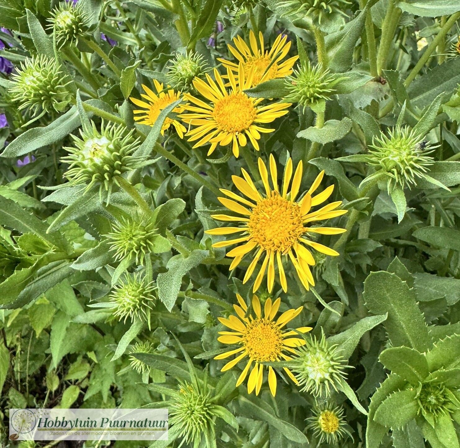 Gomplant ECO - Grindelia robusta  25 zaden