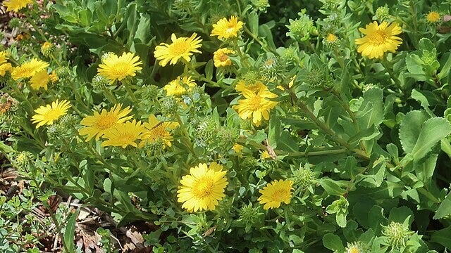 Gomplant - Grindelia robusta  25 zaden