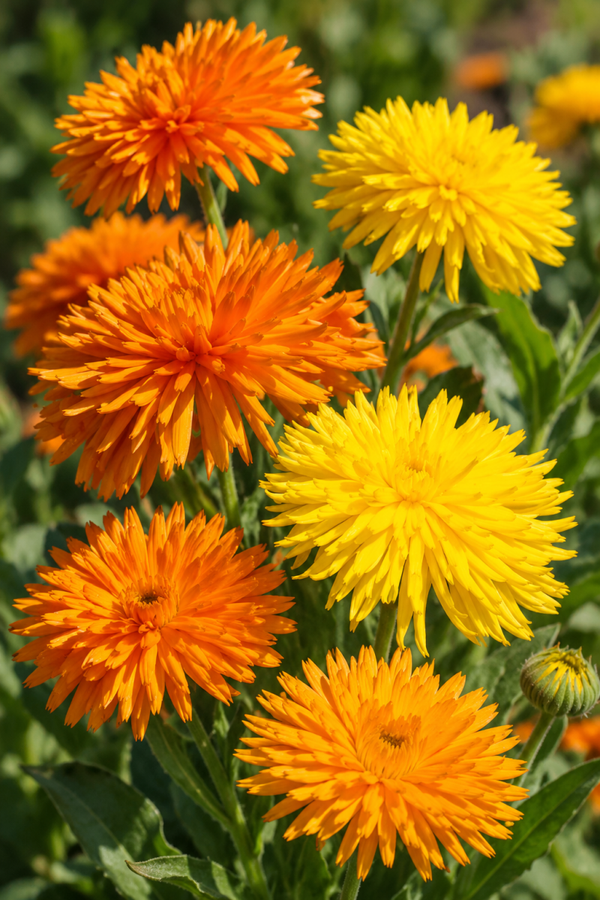Goudsbloem Porcupine mix - Calendula officinalis Porcupine Mixed  50 zaden