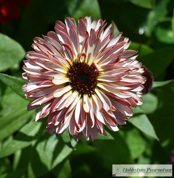 Goudsbloem Touch of Red - Calendula officinalis Touch of Red  30 zaden