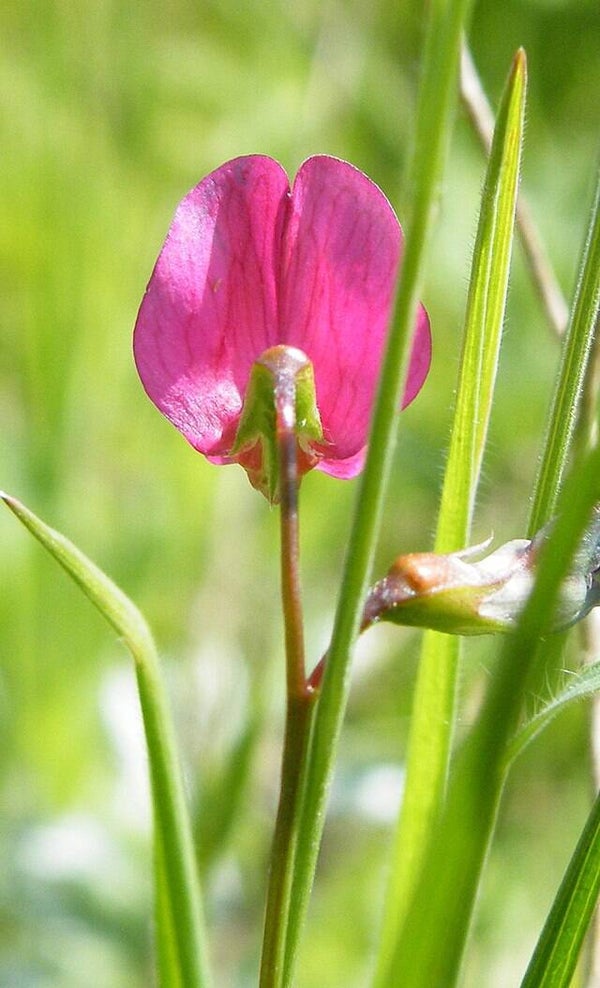 Graslathyrus - Lathyrus nissolia  10 zaden