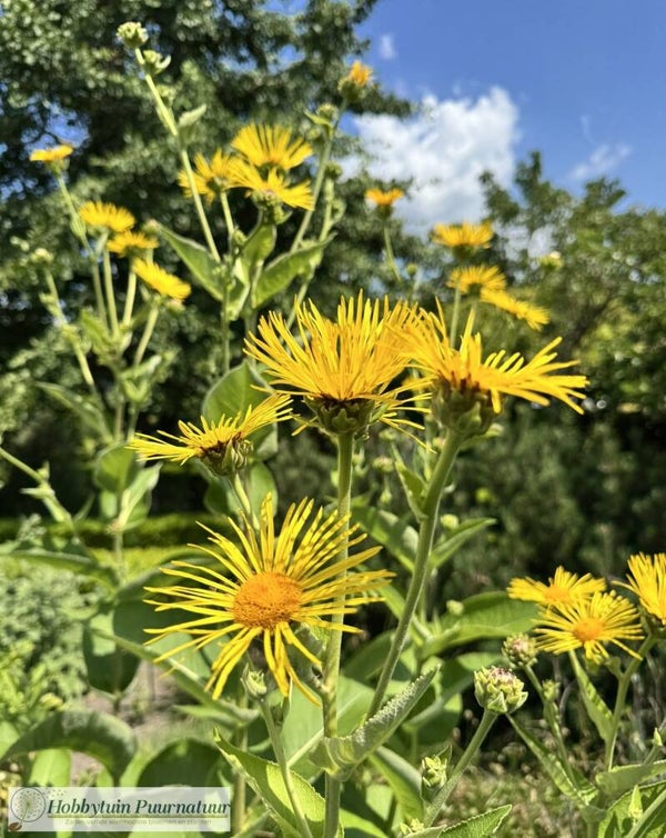 Griekse alant ECO - Inula helenium  30 zaden