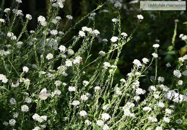 Grijskruid ECO - Berteroa incana  100 zaden