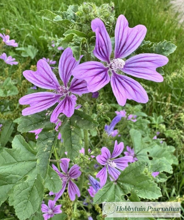 Groot Kaasjeskruid - Malva sylvestris  500 zaden