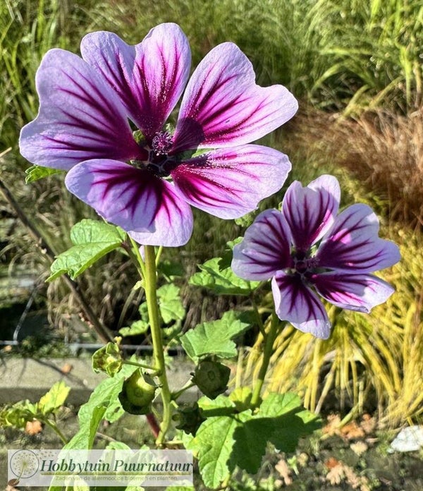 Groot kaasjeskruid paars gestreept - Malva sylvestris Zebrina  30 zaden
