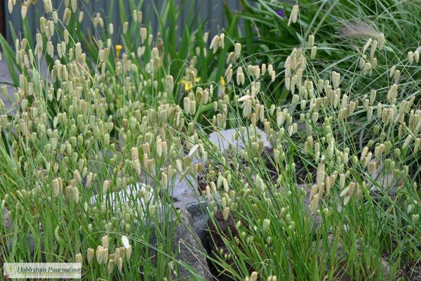Siergrassen mix  40 m2  60 gram