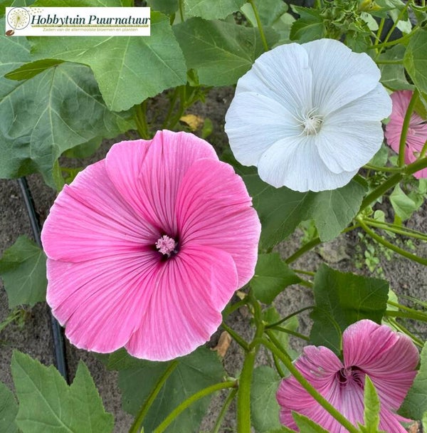 Bekermalva mix BIO - Lavatera trimestris mix  50 zaden