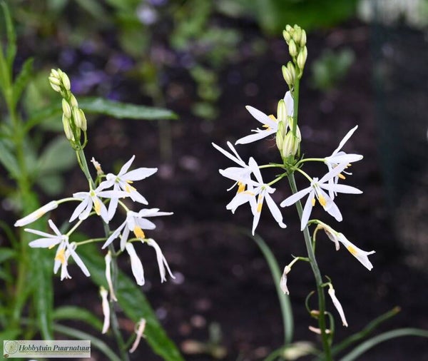 Grote graslelie ECO - Anthericum liliago  20 zaden