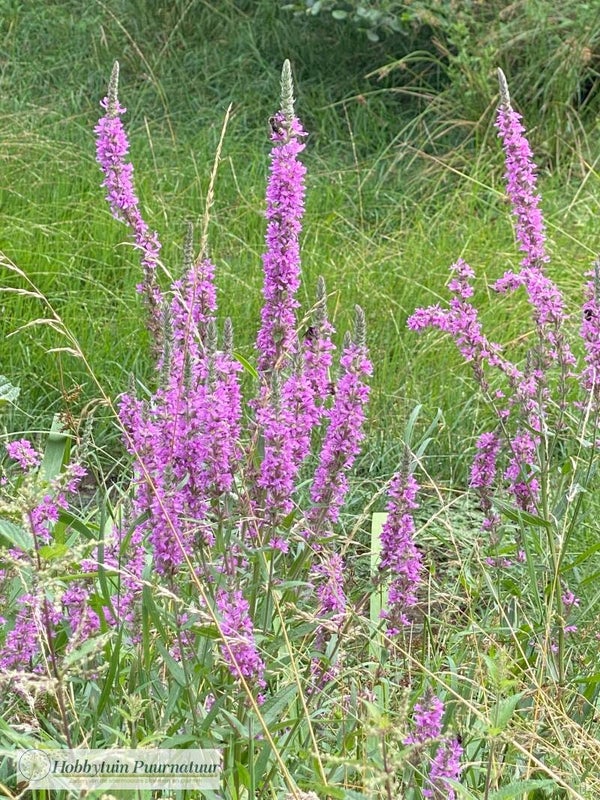 Grote kattenstaart - Lythrum salicaria  1000 zaden