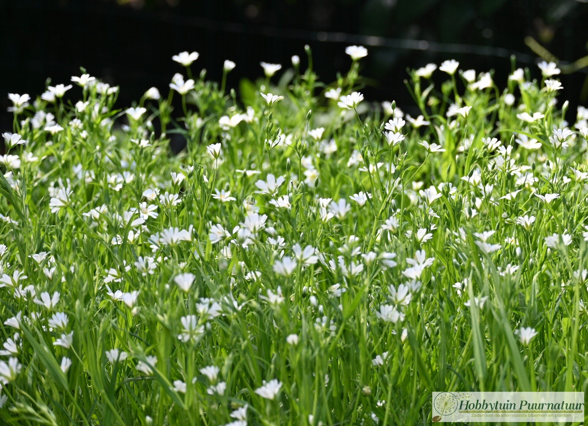 Grote muur - Stellaria holostea  40 zaden