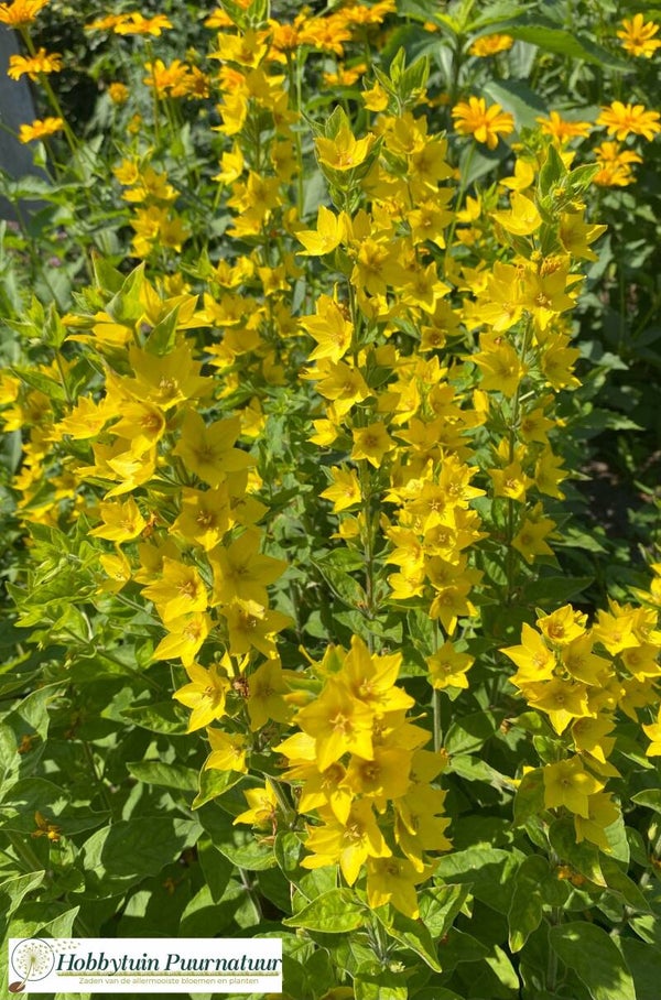 Grote wederik - Lysimachia vulgaris 150 zaden