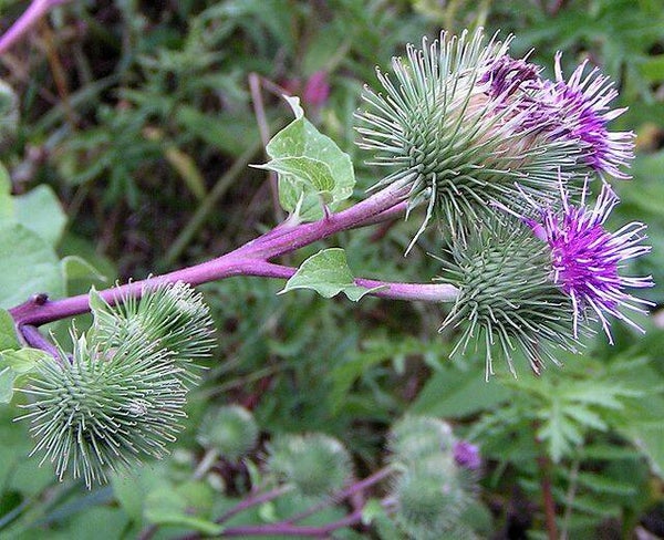 Grote klit (of klis) - Arctium lappa  200 zaden